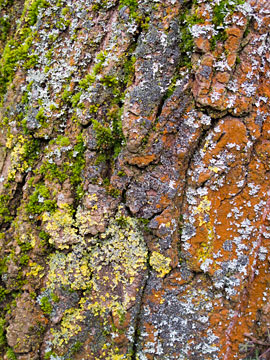 Lichen Tree Bark G008_0448