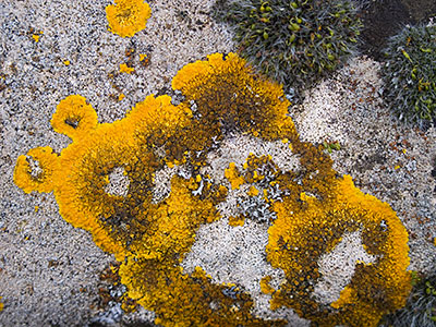 Lichen G012_0545