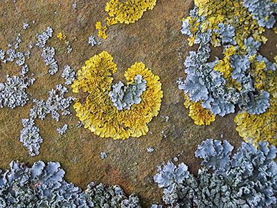 Lichen G012_0566