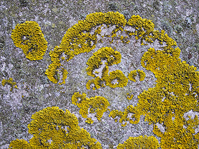 Lichen G012_0569