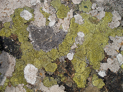 Lichen G166_4172