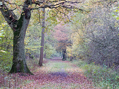 Linford Wood G123_3105