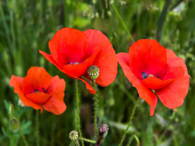 Poppies D810_014_1676