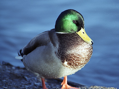 Mallard 0469_02