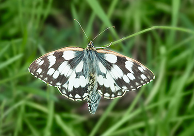 Marbled White 095_0261