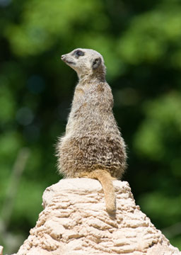 Meerkat 031_0572