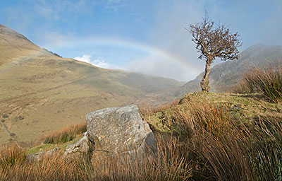 Lone Tree and Rainbow 065_0019