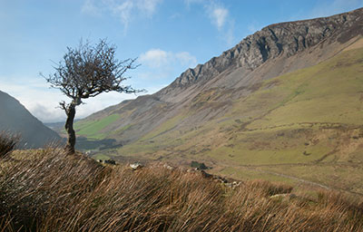 Lone Tree and Mountains 065_0023