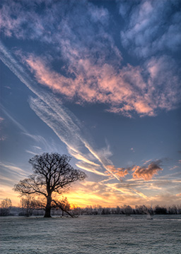 OakTreeSunrise 123_0313-317_tm