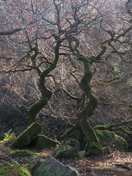 Padley Gorge 495_17