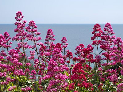 PinkFlowers G166_4194