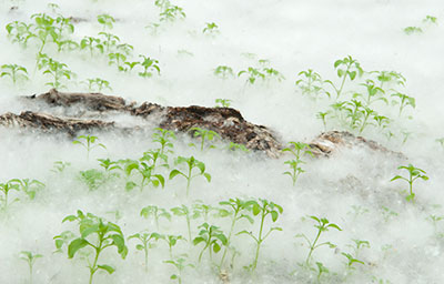 Poplar Seed Landscape 053_0846