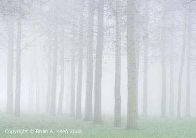 PoplarTreesInMist 0235