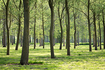 PoplarTrees D810_008_0325