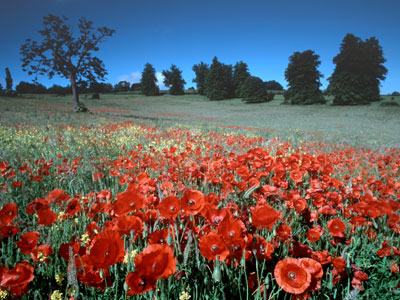 Poppies 393_12