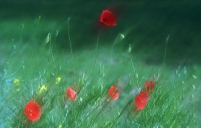 Poppies 449_29