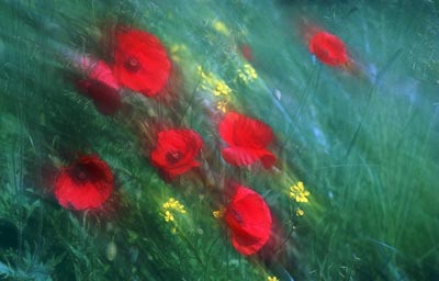 Poppies 449_34