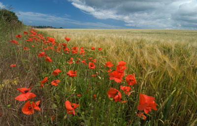 Poppies 0594