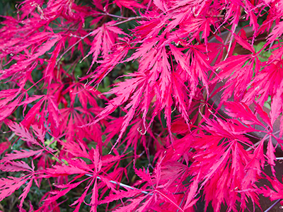 PurpleAcer G242_6683