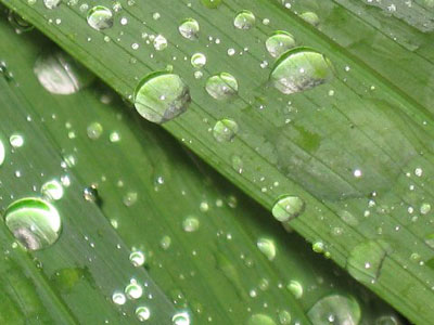 Raindrops C001_1319