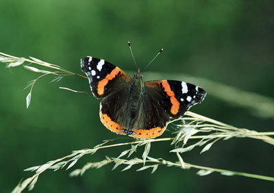 RedAdmiral 454_12