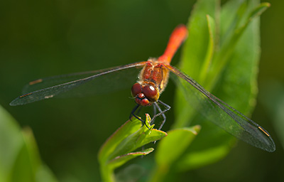 Red Darter 098_0043