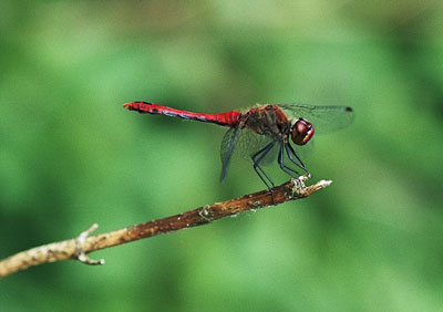 Red Darter 463_13