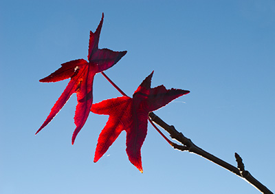 RedLeaves G192_5371