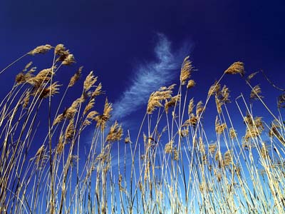 Reeds 253_15