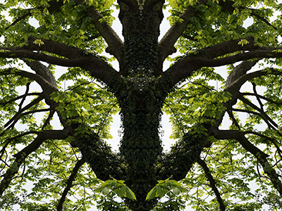 ReflectedTree D810_009_0545