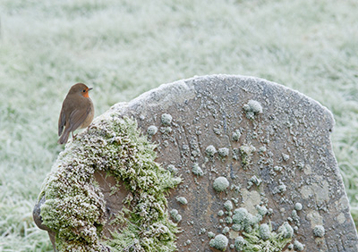 Robin 119_0013