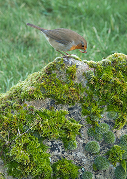 Robin 121_0149