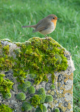 Robin 121_0150