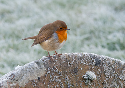 Robin 123_0363