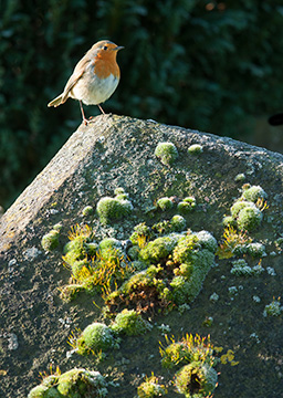 Robin 123_0364