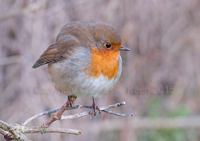 Robin 123_0388