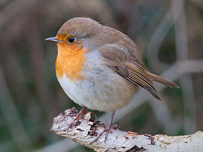 Robin 123_0395