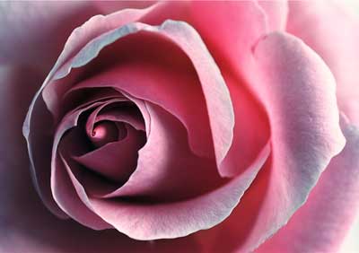 Rose 133_34