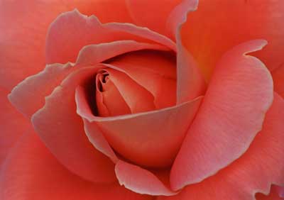 Rose 149_20