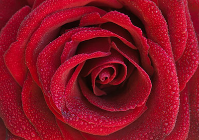 Rose 056_0928