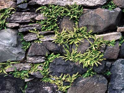 Ruin Wall Ferns 381_02