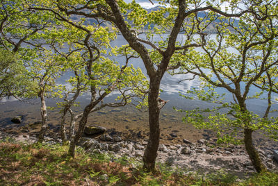 Backlit Trees_D810_012_0865