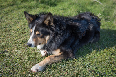 Collie_D810_012_1096