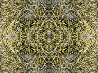 Rockweed G11_269_7327-1