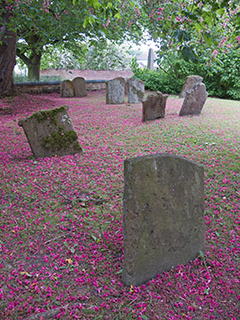 Horse Chestnut Blossom & Graves G028_0845
