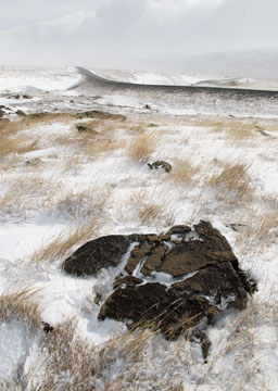 Snow And Grasses 0379