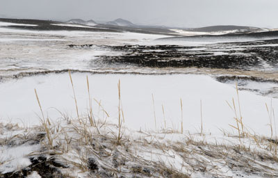 Snow And Grasses 0492