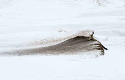 Snow Drift 0527