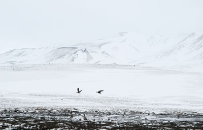 Snow Geese 0523