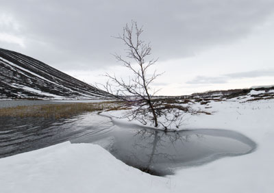 Snow Tree And Mountain 029_0028